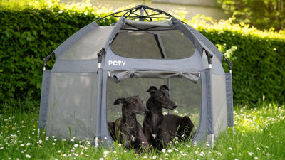 Zwei schwarze Hunde im PETY Hundelaufstall auf einer Wiese