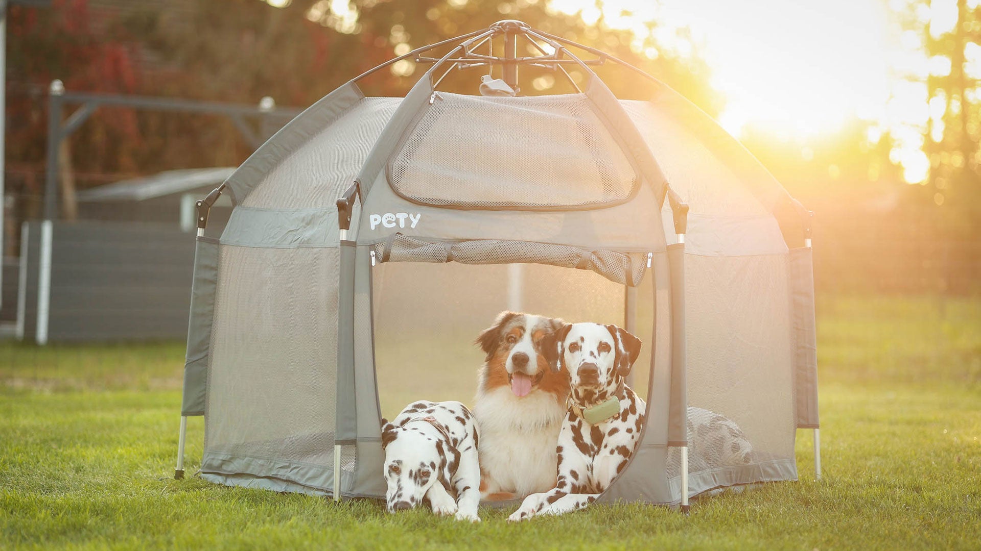 Drei Hunde im PETY Hundelaufstall bei Sonnenuntergang